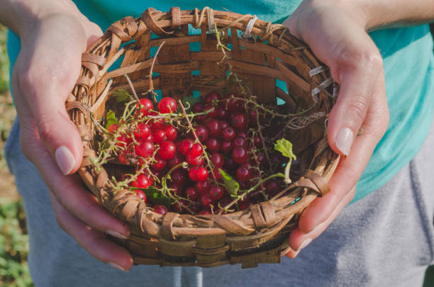 istock Woman's hands picking red currants in a basket. 1006778672
