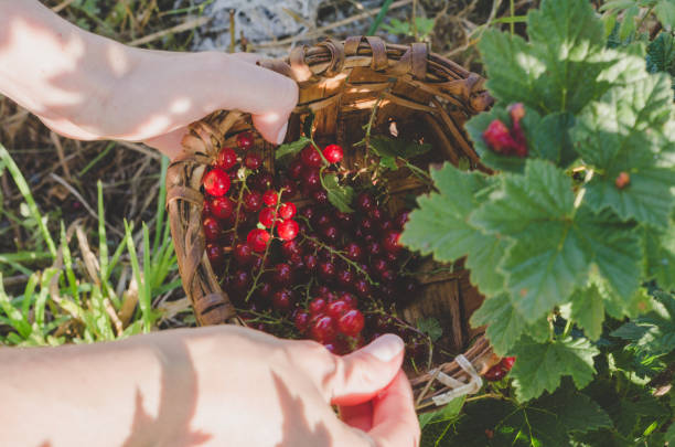 istock Woman's hands picking red currants in a basket. 1006778676