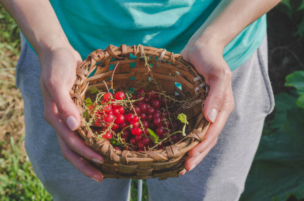 istock Woman's hands picking red currants in a basket. 1006778678