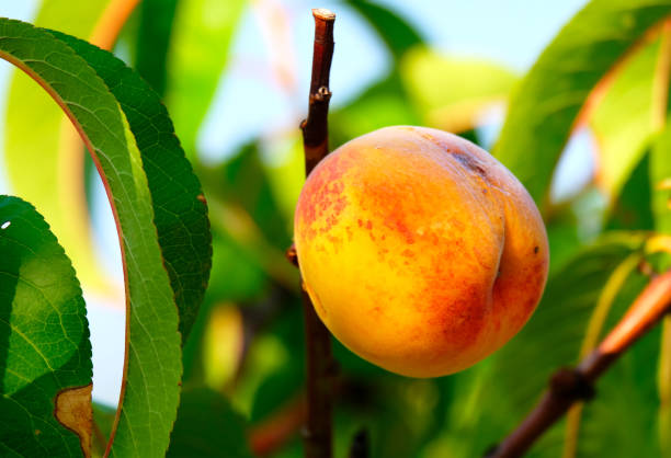 плод персика на дереве в зеленой листве - georgia peach стоковые фото и изображения