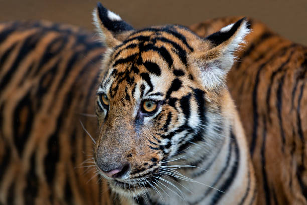 tigri indocinesi conosciute come panthera tigris corbetti in latino, thailandia. - indochina wild animals cats travel locations foto e immagini stock