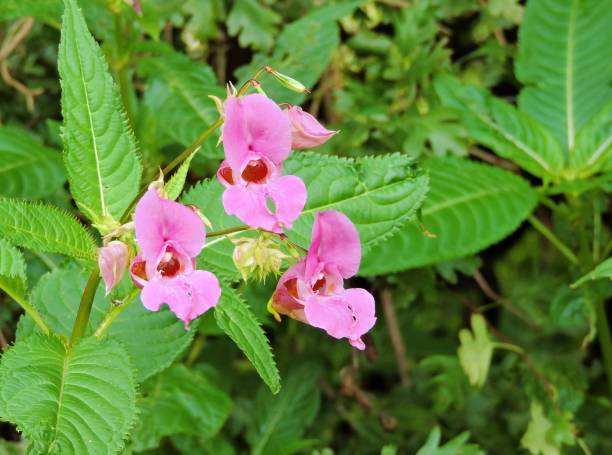 bálsamo de la india (impatiens glandulifera). - impaciencia fotografías e imágenes de stock