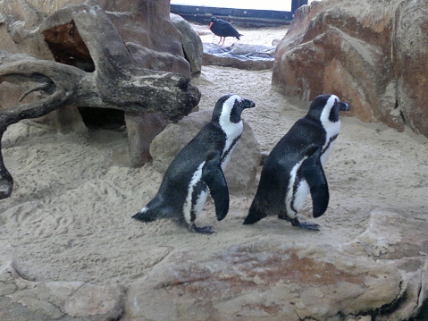 Two penguins walking on the sand.  Photo taken at the Aquarium in Cape Town, South Africa