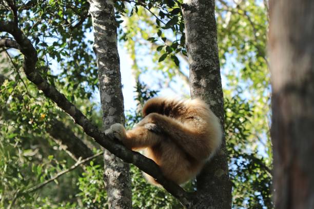 ein lar gibbon (hylobates lar) schlafen auf einem ast eines baumes in einem wald in thailand. dies ist eine vom aussterben bedrohte tier. - gibbon rainforest animal ape stock-fotos und bilder