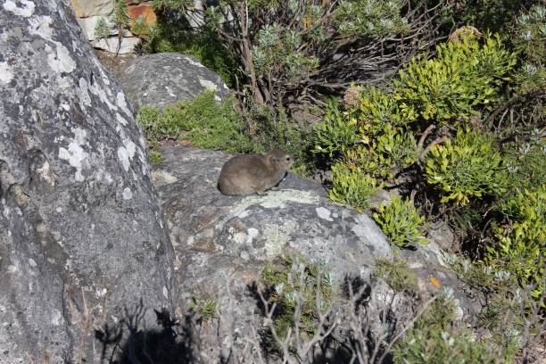 Dassie on the rock Dassie on the rock.  Photo taken on Table Mountain, Cape Town, South Africa. tree hyrax stock pictures, royalty-free photos & images