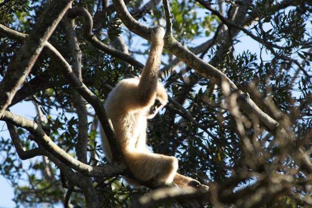 ein lar gibbon (hylobates lar) auf einem ast eines baumes in einem wald in thailand. dies ist eine vom aussterben bedrohte tier. - gibbon rainforest animal ape stock-fotos und bilder