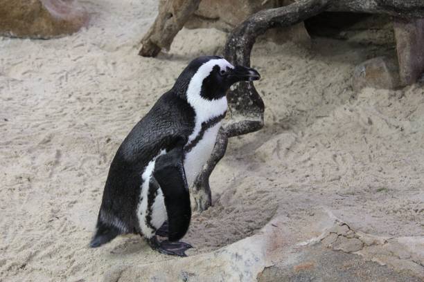 istock Penguin walking in the sand 1006787472