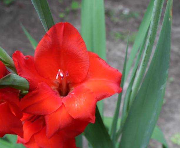 istock One red gladiolus flower with green leaves 1006787788