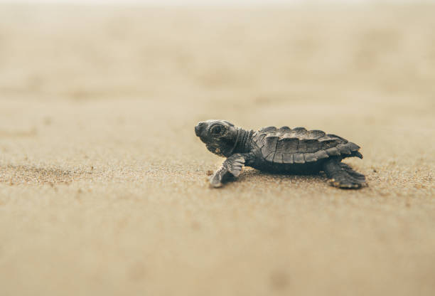 istock Sea turtle walking to the sea 1006787794