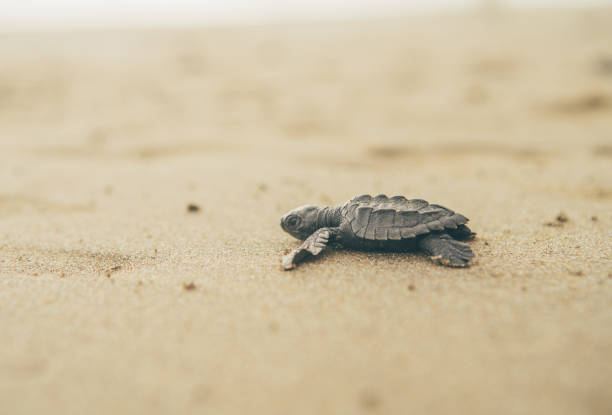 istock Sea turtle walking to the sea 1006787810