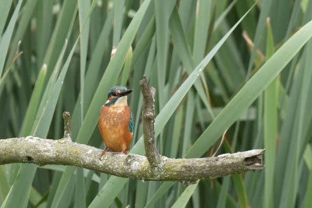 istock Kingfisher on a branch in its natural habitat. 1006787864