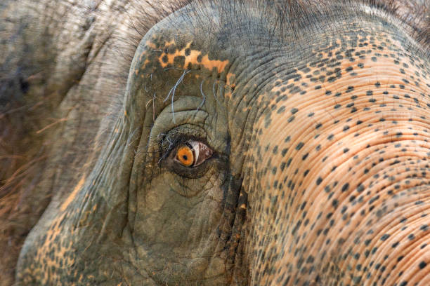 istock Eye of Asian elephant in Thailand 1006792280