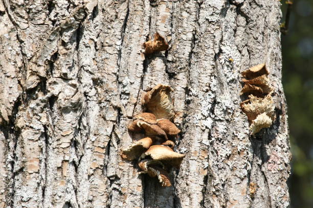 pleurote di ostriche (pleurotus ostreatus) - 5547 foto e immagini stock