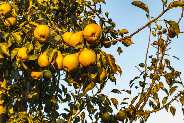 árvore de pera em luz solar de manhã cedo. outubro em zona rural. - perry - fotografias e filmes do acervo