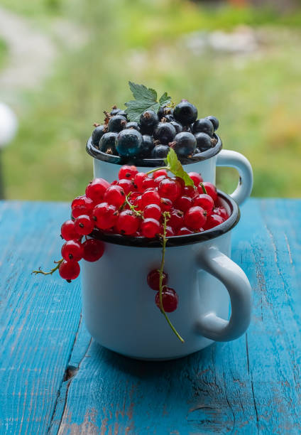 Red currant and black currants, in white enameled mugs, on old blue wooden table.