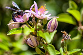 Close-up of wild black and shiny violent Carpenter Bee (genus xylocopa) in nectar collecting pollen from a purple flower