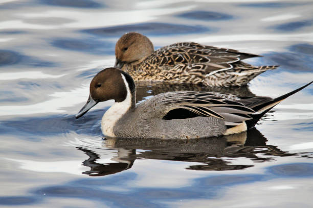 istock A view of a pair of Pintail Ducks 1006793950