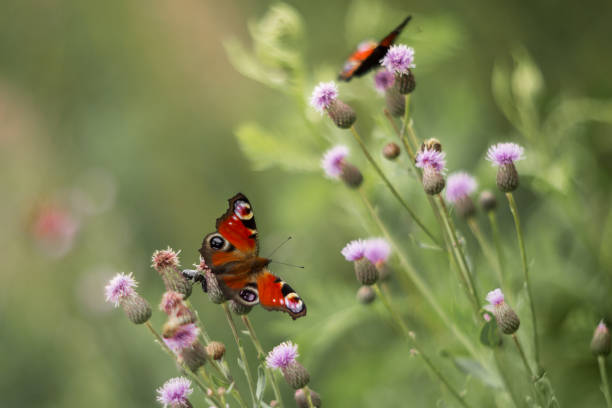 istock Butterfly peacock eye on the flower on a summer day. Soft selective focus, blurred background, shallow depth of field. Toned image. 1006798736