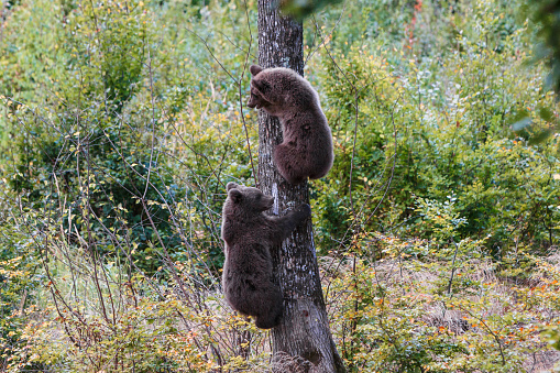 Cachorros de oso pardo trepa a un árbol en Transilvania photo