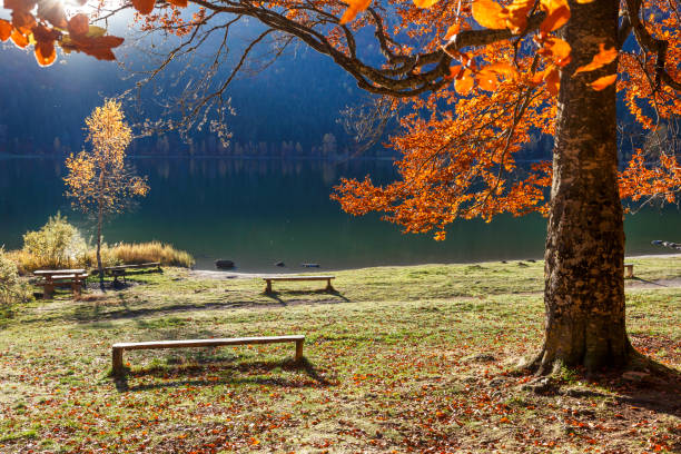 istock A bench under the tree next to the lake in the light of sunset. 1006806556