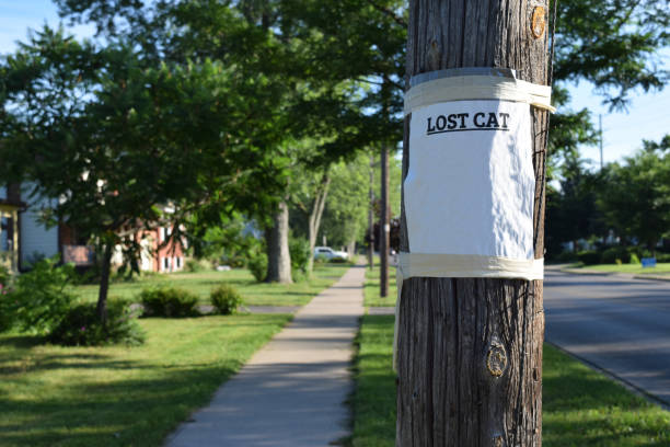 istock Lost cat sign on telephone pole. 1006812620