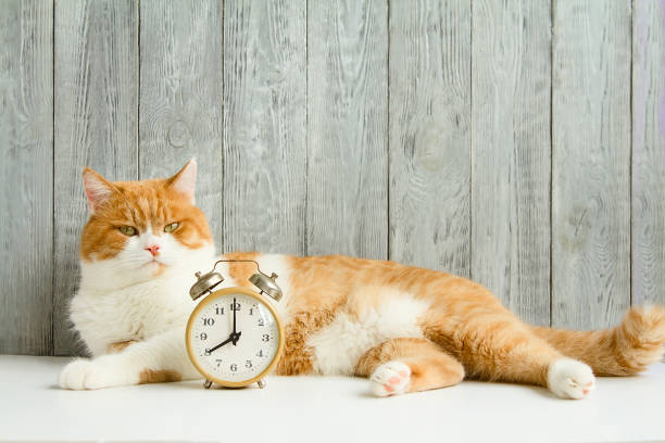 istock live and mechanical alarm clock for waking up in the morning 1006817686