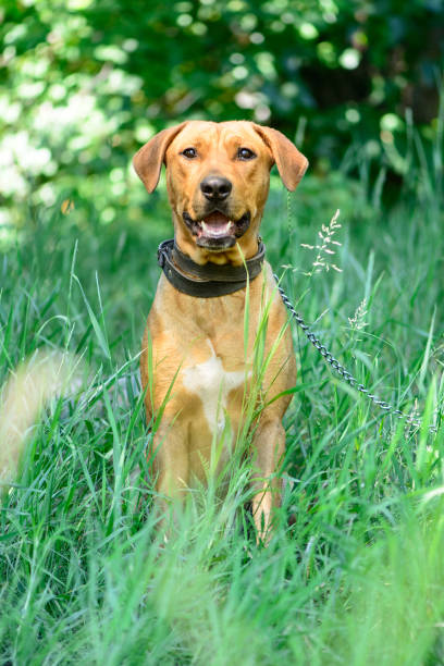 istock dog red Staffordshire terrier 1006821464
