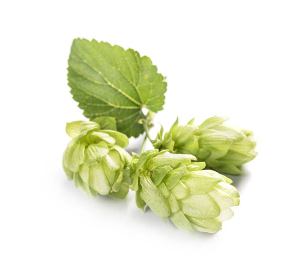 istock Fresh branch of hops isolated on a white background. 1006828998