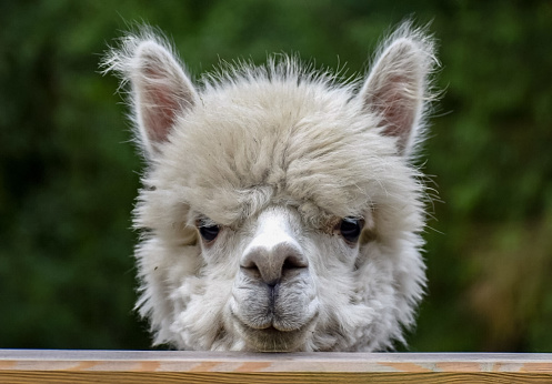 Dark brown alpaca in a field in Pembrokeshire, Wales, UK.