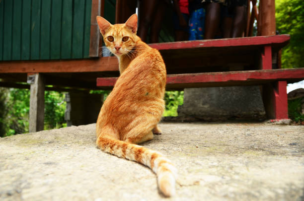 Cute Asian Cat