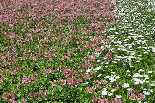 Pictured flower garden of alstroemeria and stokesia.