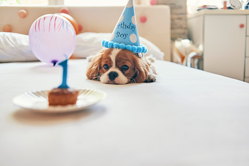 little puppy celebrating first birthday