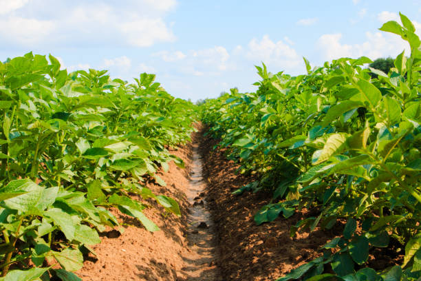 istock Field of green potato bushes. 1006864934