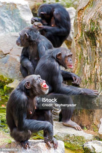 Three Monkey Stock Photo - Download Image Now - Chimpanzee, Three Animals, Ape