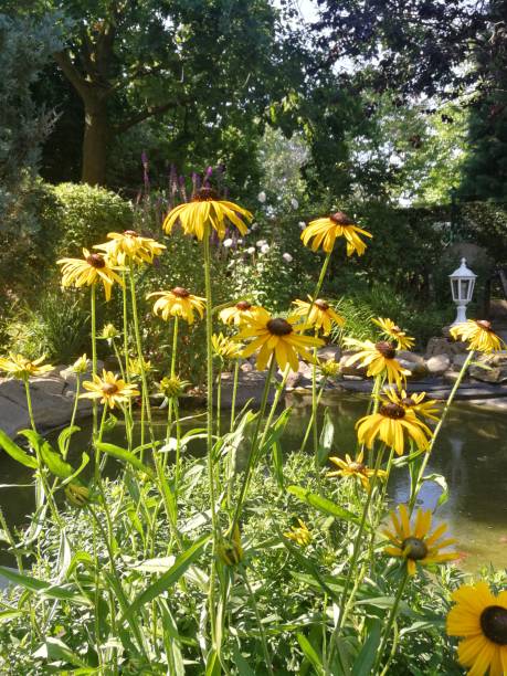 istock Yellow Flowers in front of pond 1006865748