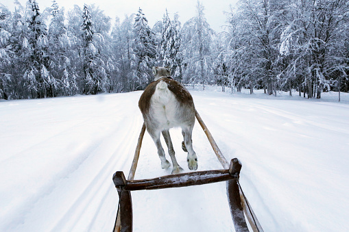 Reindeer Sled experience in Lapland, Finland