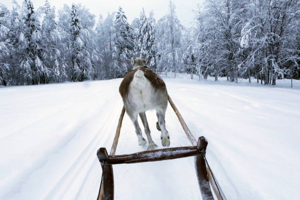 Reindeer Sled Lapland Reindeer Sled experience in Lapland, Finland rudolph the red nosed reindeer photos stock pictures, royalty-free photos & images