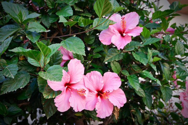自然で美しいピンクの花 - hibiscus beauty in nature beauty beautiful ストックフォトと画像