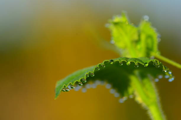 istock Dew drops hanging from pointy leaf edge with beige hues in background 1006891450