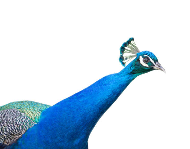 istock The head of the looking-out peacock on a white 1006892584