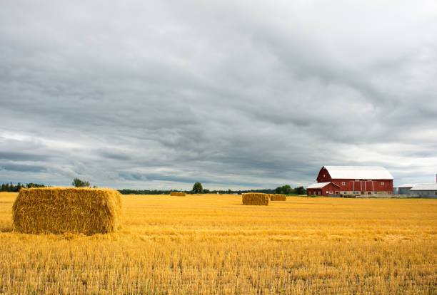 View of Midwestern countryside in fall with row of round hay bales and farm buildings on hill; blue sky in background