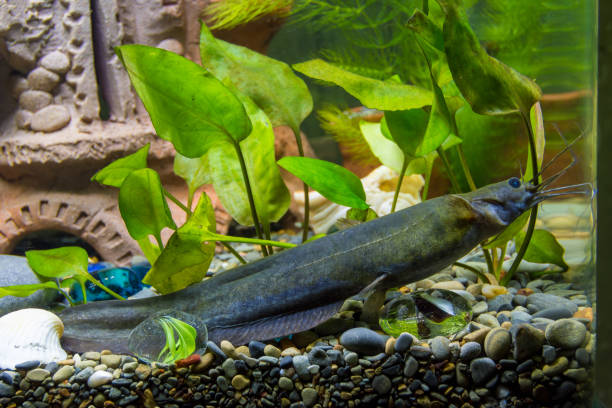 istock Sludge flies in a freshwater aquarium 1006900148
