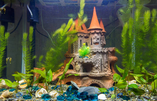 istock Newly populated fresh aquarium with planted algae, no fish 1006900198