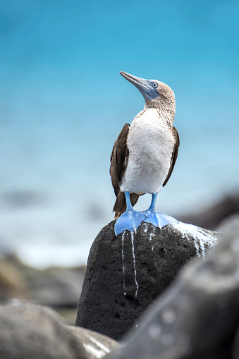 A blue-footed booby (Sula nebouxii) on Galapagos Islands in the Pacific Ocean. Wildlife shot.