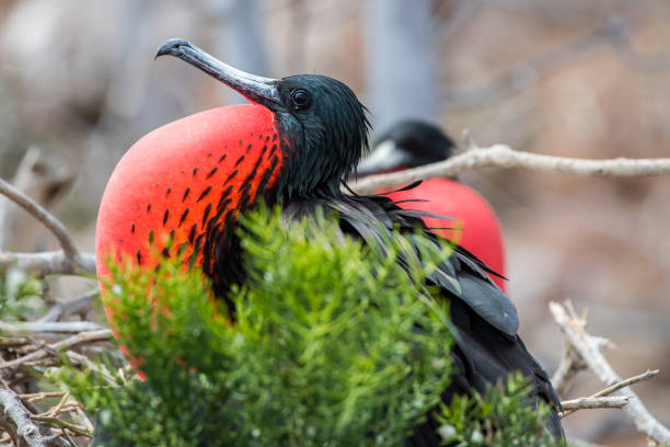 istock Great frigatebird (Fregata minor) at Galapagos islands 1006903268