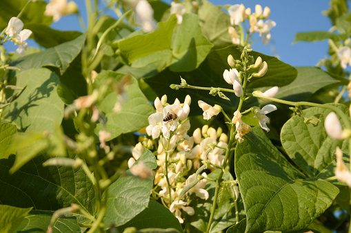 Phaseolus vulgaris, also known as the common bean flowers with a bee