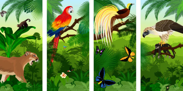 Vector Jungle rainforest vertical baner with  Lesser Bird of Paradisea,puma cougart,  parrot red scarlet macaw arae , hummingbirds, birdwing butterflies and  philippine Eagle with monkey Vector Jungle rainforest vertical baner with  Lesser Bird of Paradisea,puma cougart,  parrot red scarlet macaw arae , hummingbirds, birdwing butterflies and  philippine Eagle with monkey paradisaeidae stock illustrations