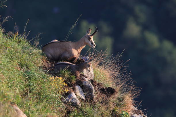 Chamois (Rupicapra rupicapra) Vosges Mountains, France Chamois (Rupicapra rupicapra) Vosges Mountains, France alpine chamois rupicapra rupicapra rupicapra stock pictures, royalty-free photos & images