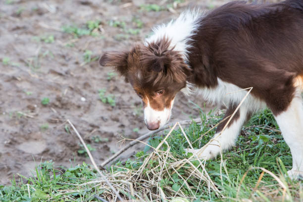 istock Border collie dog walking in belgium 1006909314