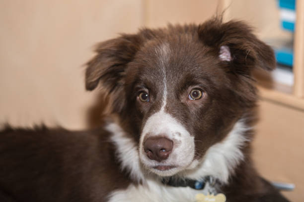 istock Border collie dog walking in belgium 1006909544